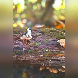 Miniature Dog on Mushroom Log